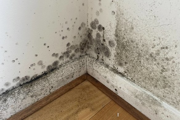 Hidden black mould revealed after renters pulled a couch from the wall, submitted to the Facebook page Don’t Rent Me.