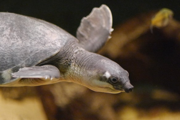 The pig-nosed turtle is among the species added to the threatened species list.