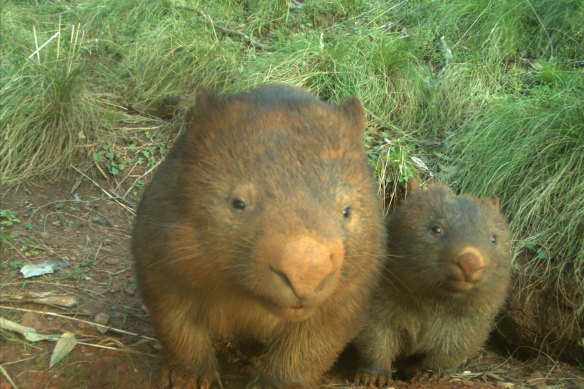 Wombats, cute, cuddly and mostly harmless