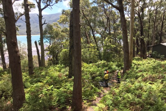 Seed collection areas range from the coast to the deep rainforest gullies and mountain slopes.
