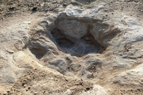 One of the footprints from Acrocanthosaurus, which are theropods, or bipedal dinosaurs with three toes and claws on each limb. They left their tracks in sediment that hardened into what is now limestone.