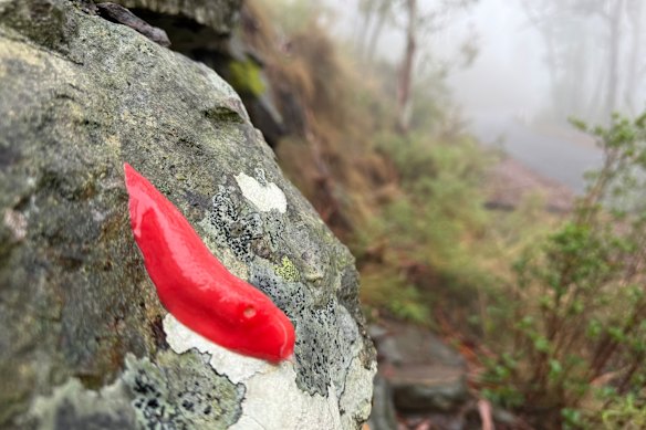 The species is only found within the Mount Kaputar National Park.

