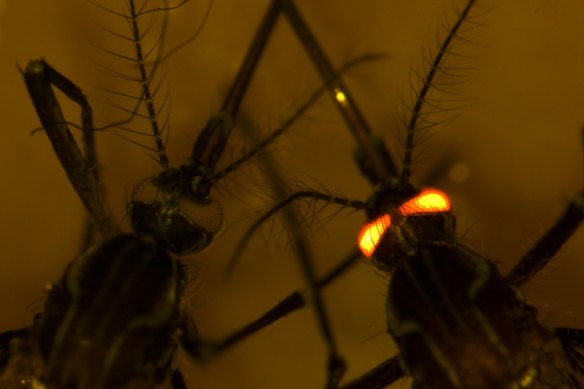 Genetically modified mosquitoes are often tagged with a fluorescent gene for identification, as shown here in a separate CSIRO study into dengue-resistant mozzies.