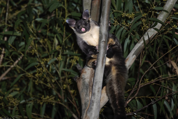 A yellow-bellied glider, which is listed as vulnerable, at Callala Bay.