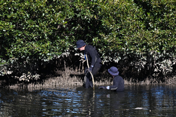 Police search the Cooks River in Earlwood after a placenta  and an umbilical cord were found on its banks.