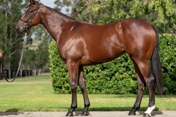 The American Pharoah filly sold to Hawkes Racing for $300,000 in the days following the Inglis Easter sale, held online for the first time this year.