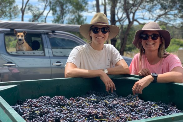 Mijan Patterson and Livia Maiorana hard at work on their 2020 vintage with their dog Meeka.