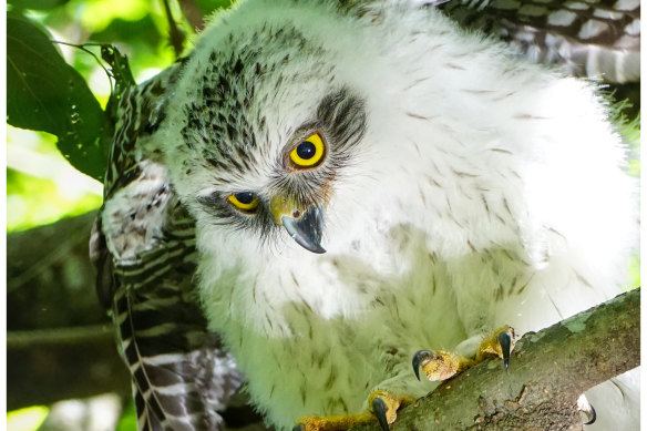 Powerful owls are classified as a vulnerable species in Queensland and NSW, and endangered in Victoria. 