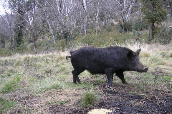 An Australian feral pig