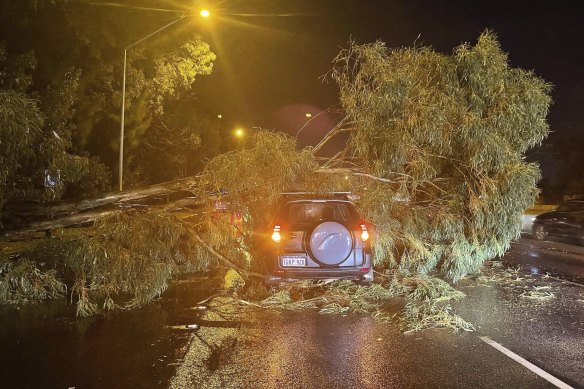 A driver walked away despite this tree falling on his car on the Mitchell Freeway on Saturday night.
