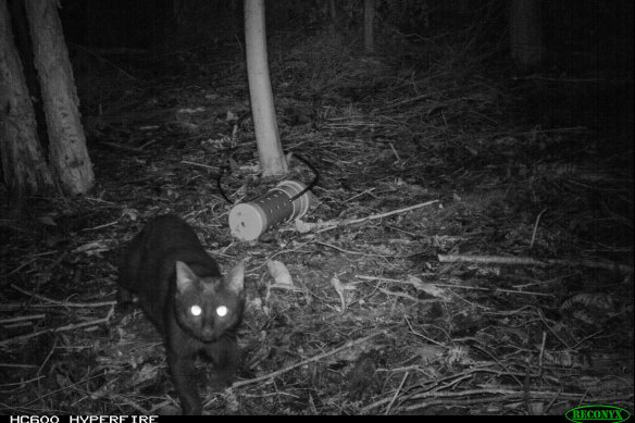 A remote camera image captures a feral cat at night. 