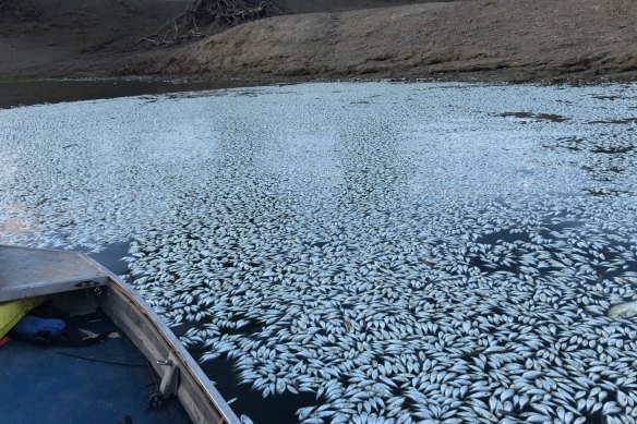 The aftermath of a massive fish kill event in the Darling River at Menindee in January 2019.