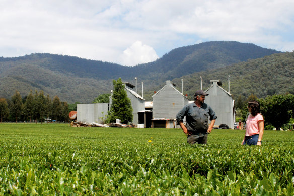 Renee Creer of Perfect South, an Australian green tea company, with farmer George Barel in a tea field in the Kiewa Valley, Victoria. 