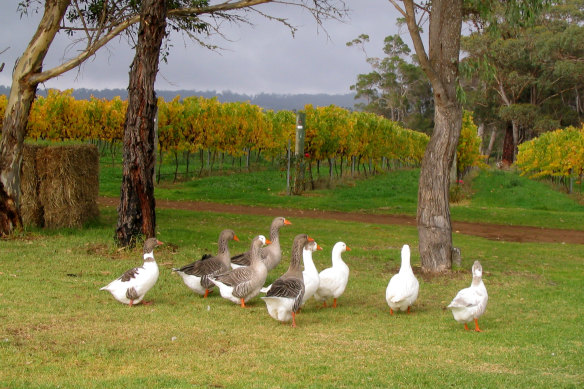 Duke’s Vineyard in Western Australia’s Great Southern.