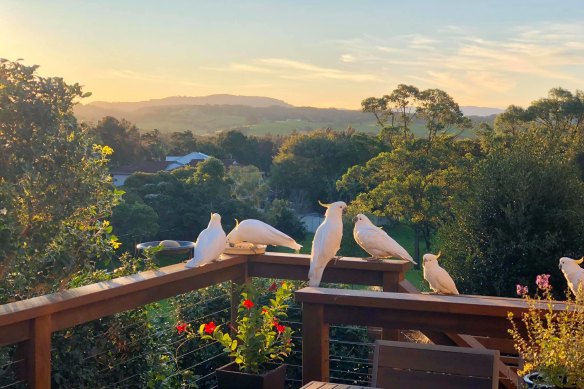 Cockatoos feature in this view from Kiama Downs on the NSW South Coast.