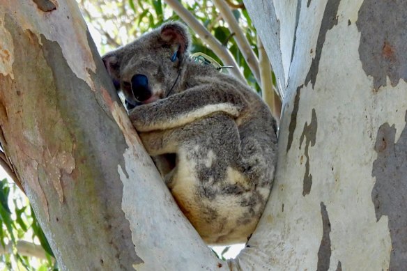 Save the koalas, and the trees, and the less-photogenic animals 