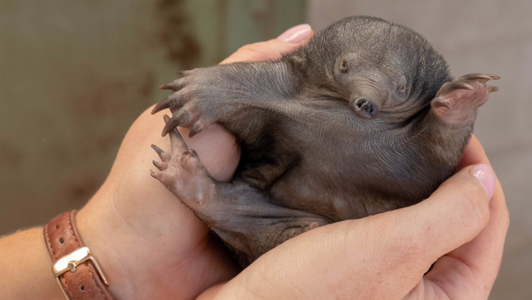 Highlight Of My Career Taronga Zoo Celebrates Birth Of New Baby