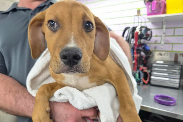 Goose, a Staffordshire bull terrier that was stolen from a Queensland animal refuge.