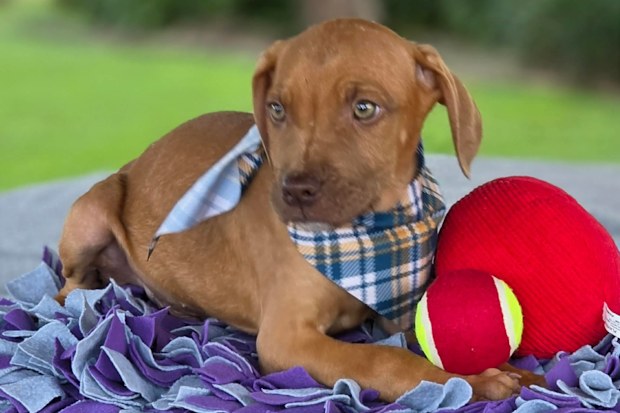 Kryptos, a Staffordshire bull terrier that was stolen from a Queensland animal refuge.