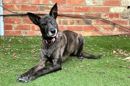 “So many people have cheered her on; many of whom also pitched in to help cover her hefty vet bill.”