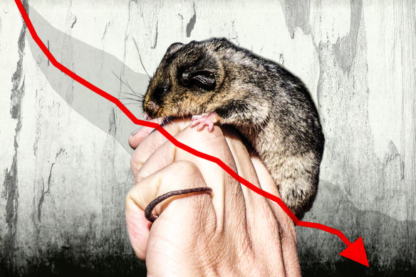 The Mountain-Pygmy possum is among the many Australian animals at risk of extinction.