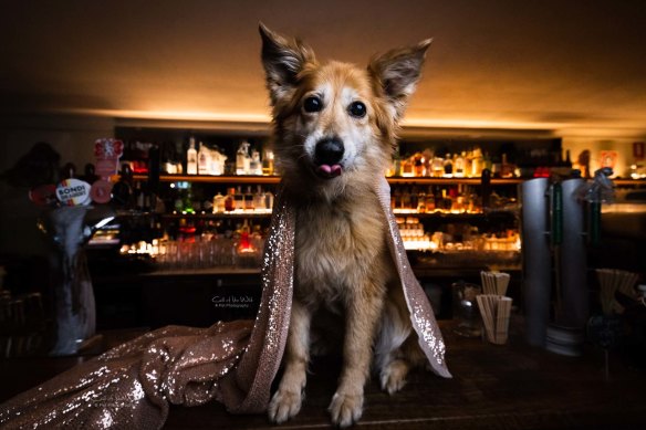 Annabel Osborne’s portraits of the ‘inner superhero’ of dogs is on exhibit at The Carrington. Pictured is Audrey, the dog belonging to Carrington publican Robert Alexander.