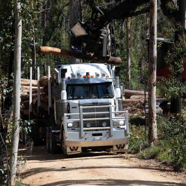 A logging truck is loaded up with timber in a region of the South Brooman State Forest.