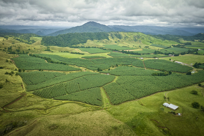 Going bananas: Australia’s biggest grower up for sale for $180m