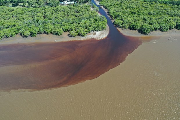 Creek outflow on the lower floodplain of the Richmond River, found to be heavy with monosulfidic black ooze.