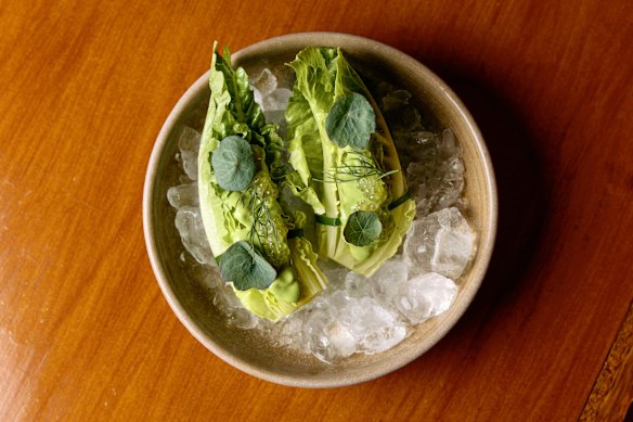 Iced cos heart with rock oyster green goddess and finger lime.