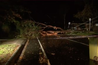 A tree blocks a road in Croydon.