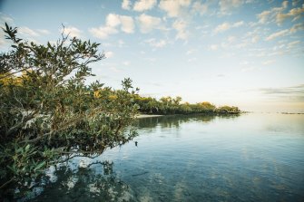 Exmouth Gulf mangroves are such vital nurseries some speciesâ€™ reproductive systems evolved to depend on them. 