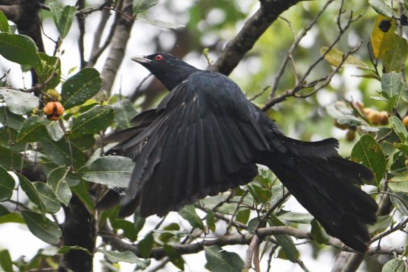 An adult male eastern koel that could be heard constantly on Michael Crawley’s street in Dulwich Hill.