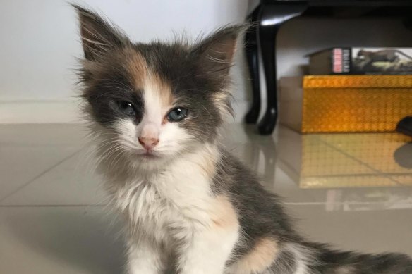 This little kitten, allegedly bought from Con Petropoulos in 2017 was later diagnosed with cat flu.