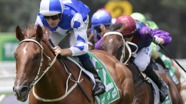 Noble Boy is the favourite for the Country Championships Final.