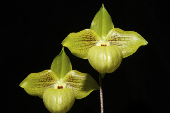 Orchids say 'sex sex sex sex'.
