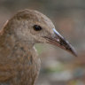 Endangered animals bounce back on rat-free Lord Howe Island