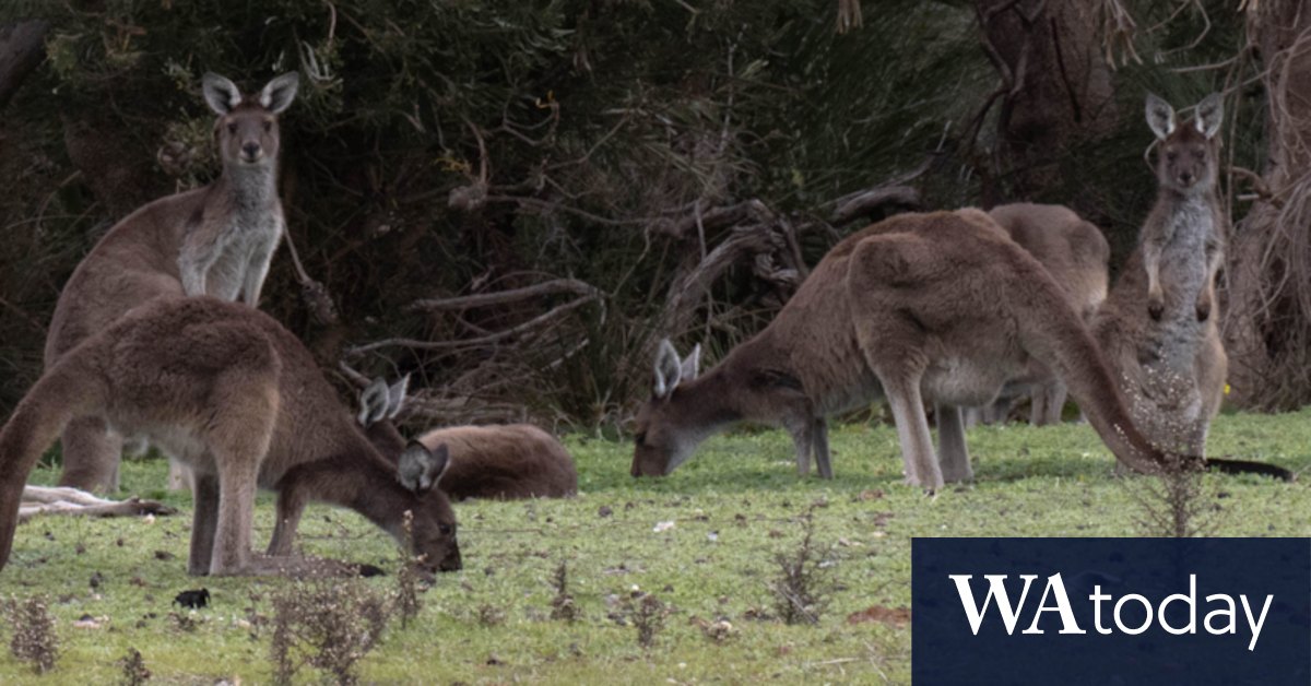 When public opinion overrules science: the case of the 200 doomed Baldivis kangaroos - Vimarsana News