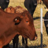 China has lifted restrictions on five major beef Australian exporters.