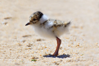 A critically endangered hooded plover chick.