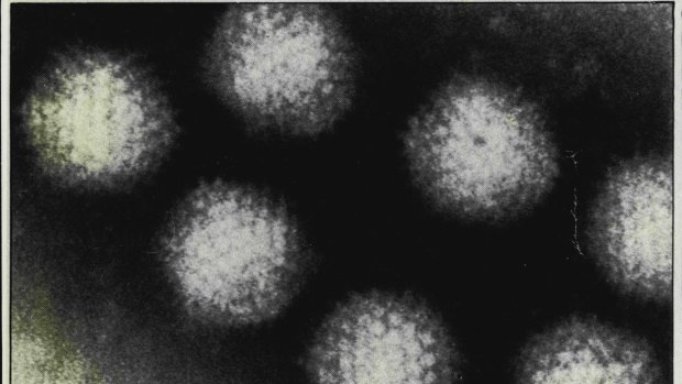 The adenovirus but can be fatal to those with compromised immune systems.