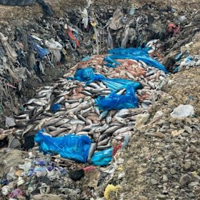 As waters warm, scientists warn that Tasmania’s oceans will become increasingly unfriendly for salmon farming.