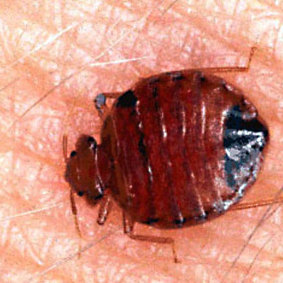 A common bedbug is engorged with blood after feeding on a human arm.