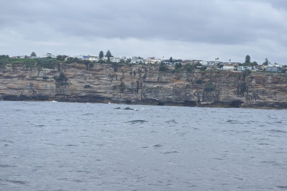 A whale and calf spotted off the coast near Bondi. 