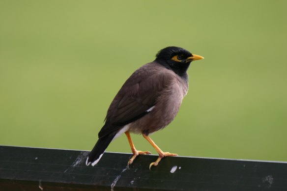 Introduced myna birds have become dominant in Melbourne gardens.