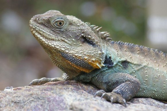 Spotting water dragons will keep the kids entertained for hours at the National Botanic Gardens.