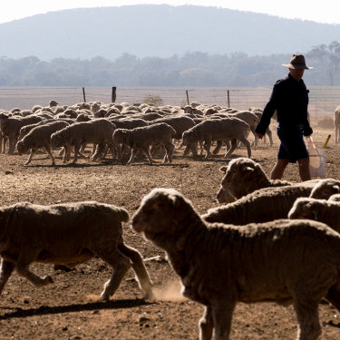 Dusty and dry conditions in regional NSW, where some of the state's biggest towns are trying to work out how they can keep their residents supplied with drinking water.