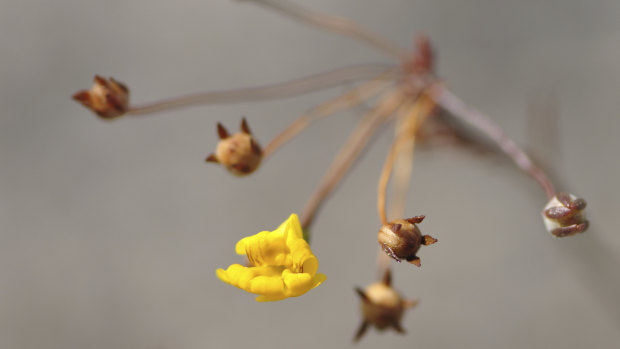 One of the Clay Pans flowers loved by a miniscule, critically endangered native bee.