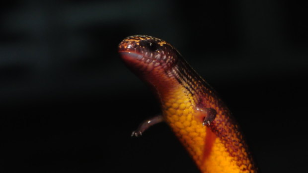 The three-toed skink looks more like a snake - its legs are tiny.