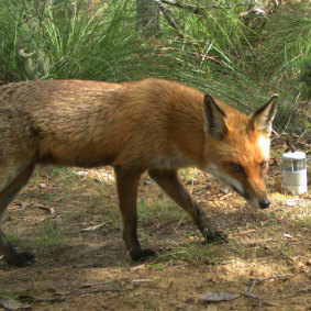 A fox can dig 30 cm under netting - and will - and sometimes climb it too.